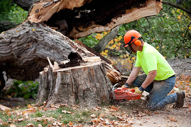 How Our Tree Care Process Works  in  Cedar Knolls, NJ